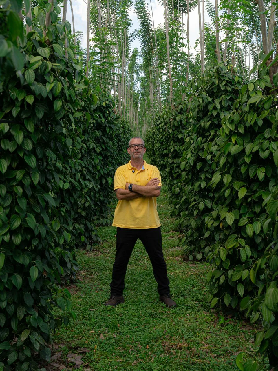 Erasmo Fernandes entre as linhas de uma lavoura de Pimenta do Reino